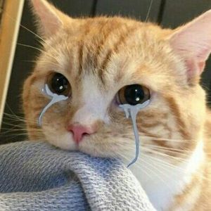 Meet your Posher, Isabel